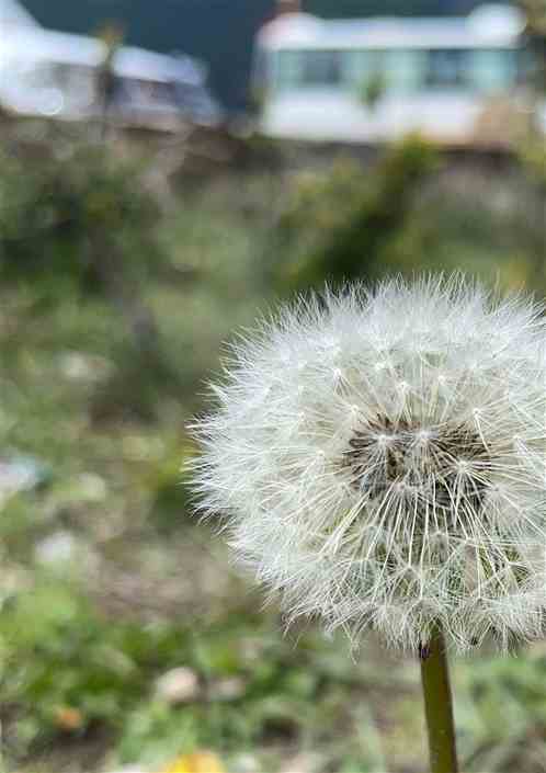 开局买西瓜：烟花四溅